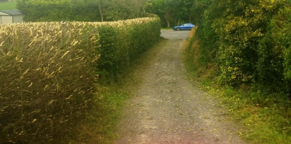 Hedge Cutting After
