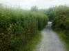 hedge-before